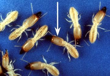 Formosan Termites