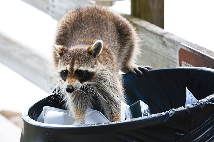 Raccoon Eating Trash