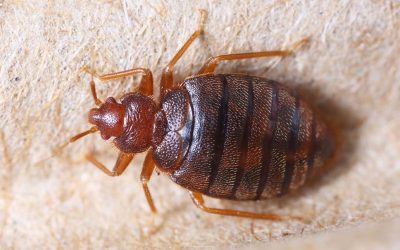 How to Avoid Getting Bed Bugs in Your Home