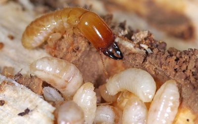 A Guide to Drywood Termite Identification and Treatment