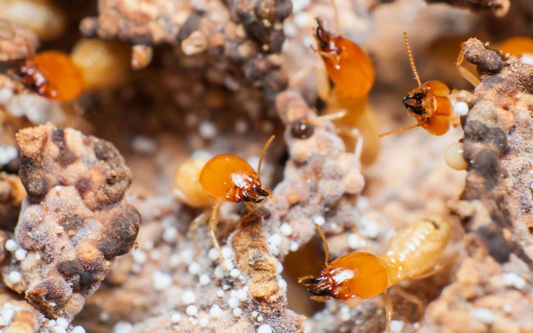 Close up formosan subterranean termites