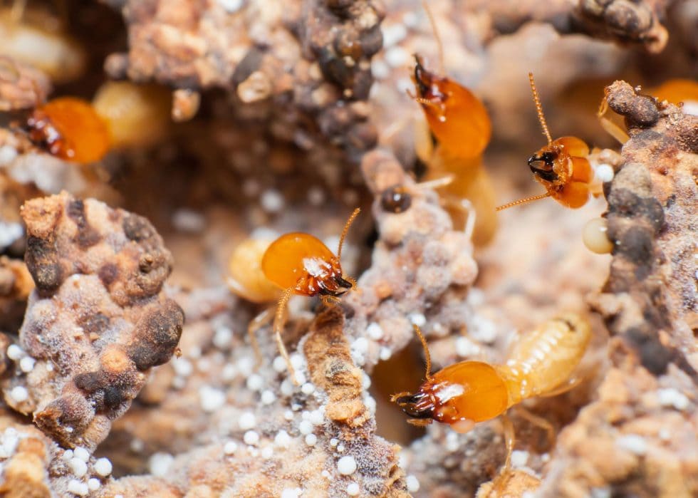 What You Need To Know About Formosan Subterranean Termites Killum