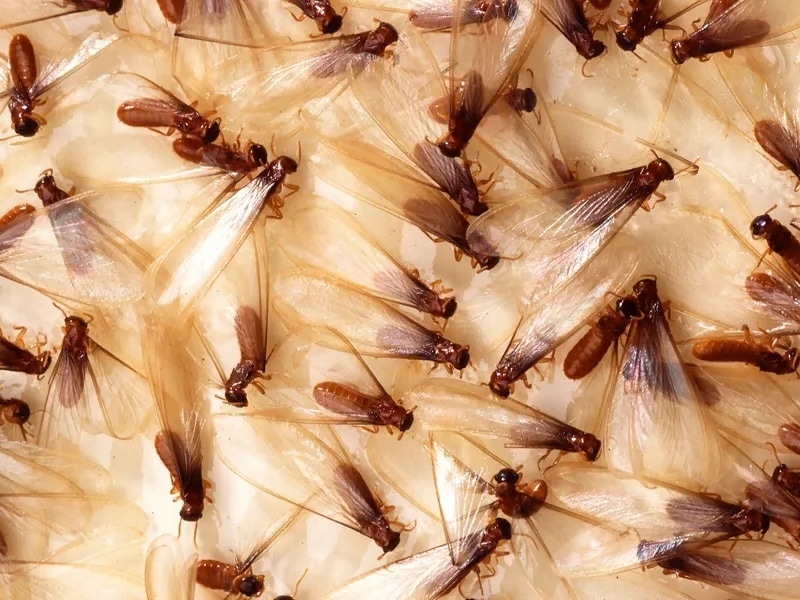 formosan-termites-alates-