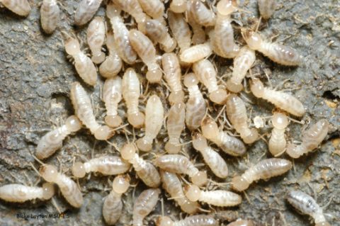 What You Need to Know about Formosan Subterranean Termites - Killum ...