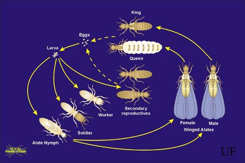 Formosan Termite Life Cycle