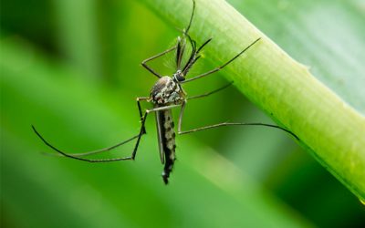Are You Prepared for 2021 Mosquito Season?