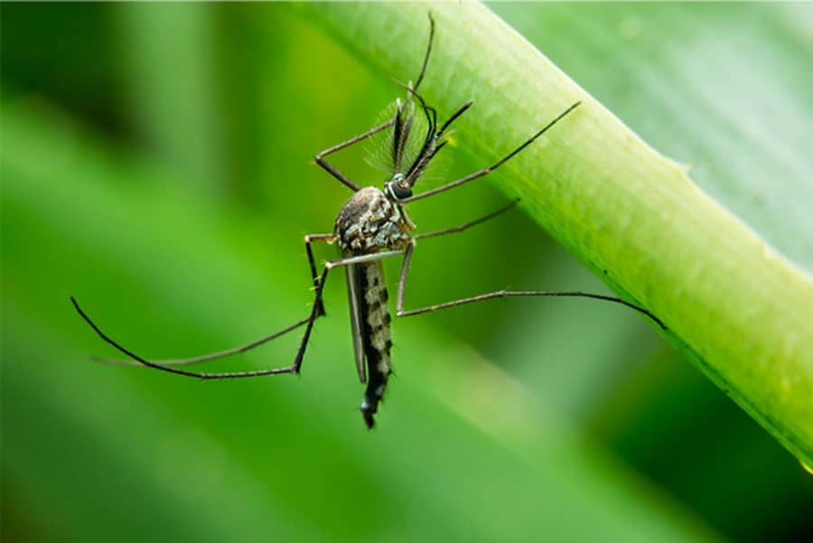 Are You Prepared for 2021 Mosquito Season?
