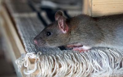 Protect Your Home Against Rodents This Fall/Winter