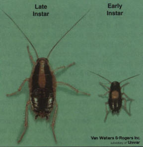 Roaches - Killum Pest Control