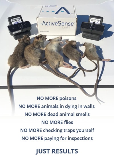 Rodents - Killum Pest Control