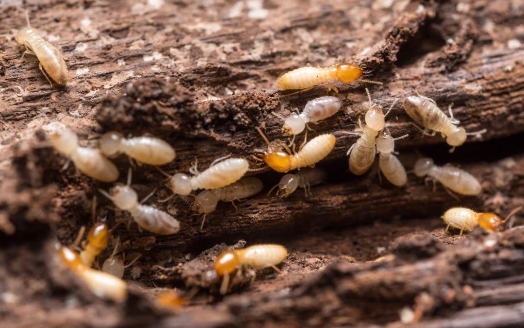 It’s Subterranean Termite Season in Texas Again