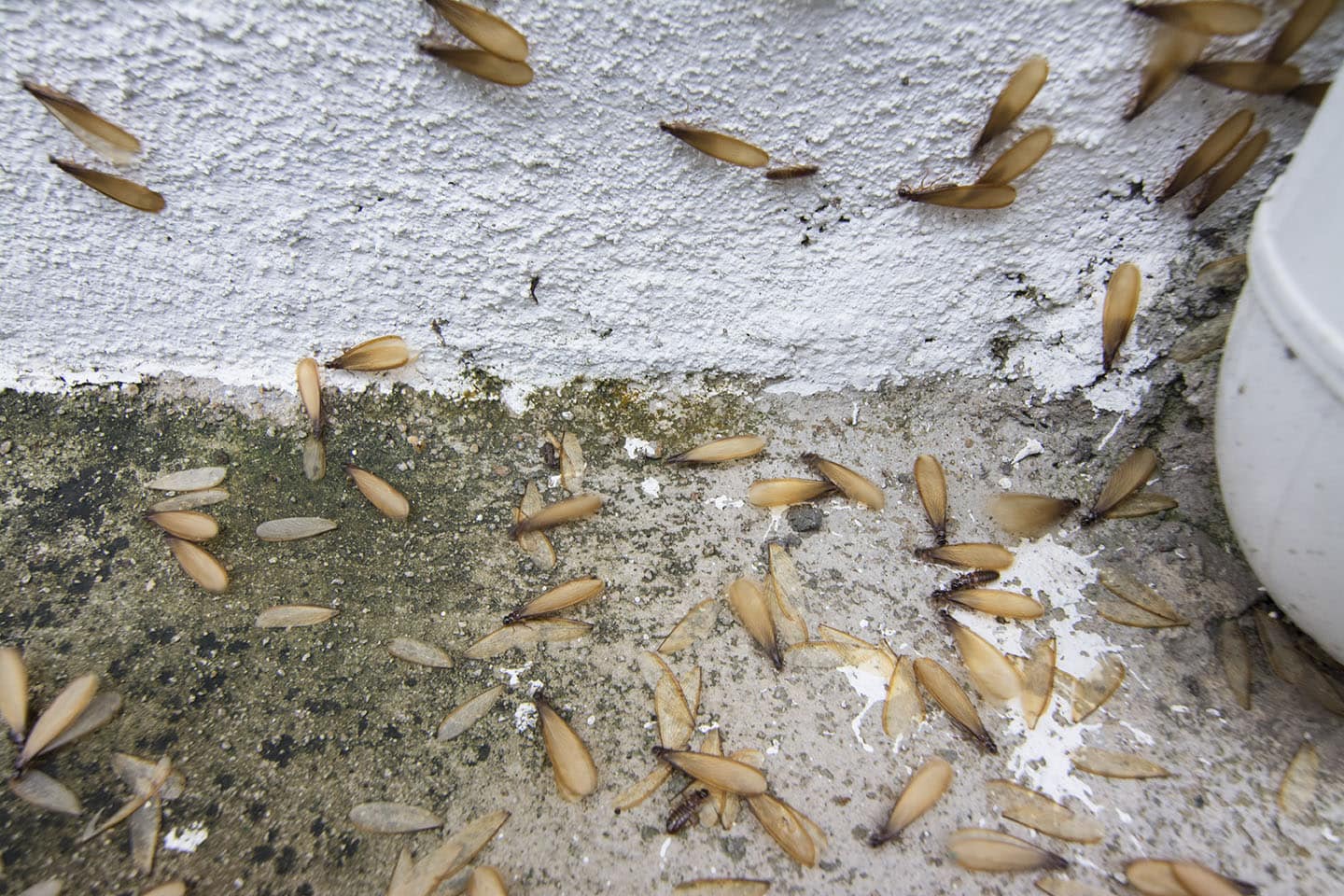 termite-alate-swarmers