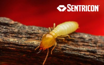 Fight Back Against Termites this Spring with Sentricon