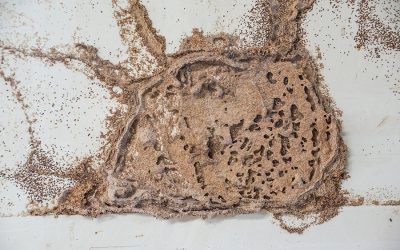 How to Address Termite Mud Tubes in Your Home