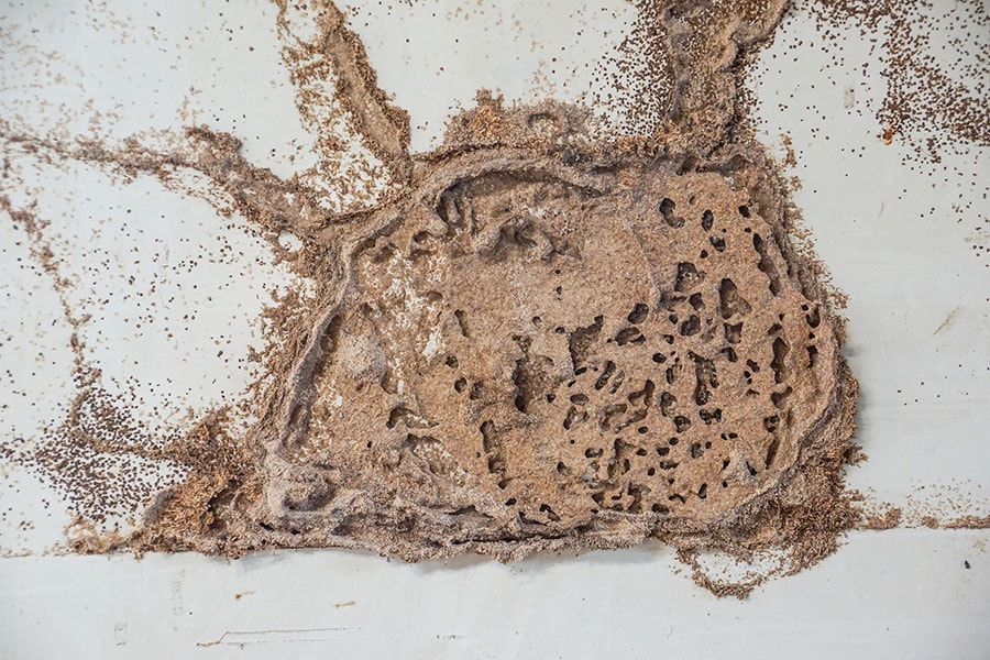 How to Address Termite Mud Tubes in Your Home
