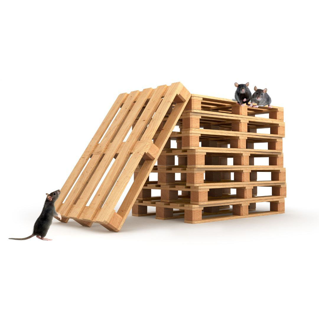 residential-pest-control-rodent-control